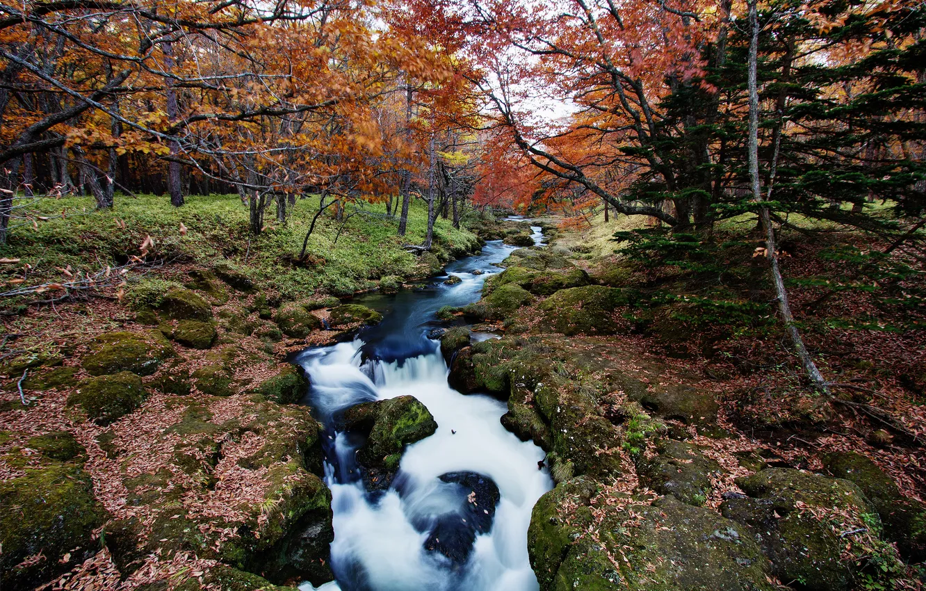 Фото обои осень, лес, река, ручей