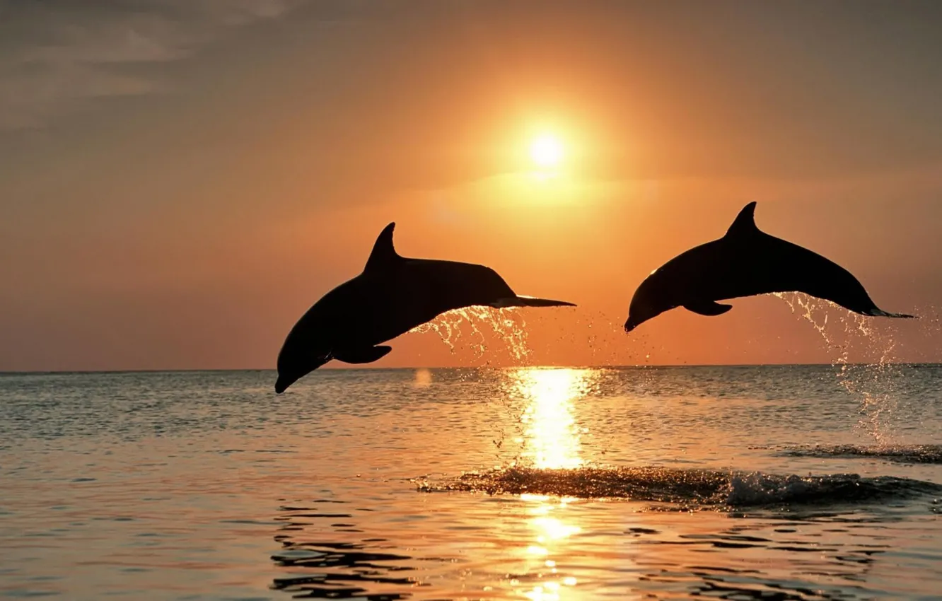 Фото обои море, закат, Дельфины