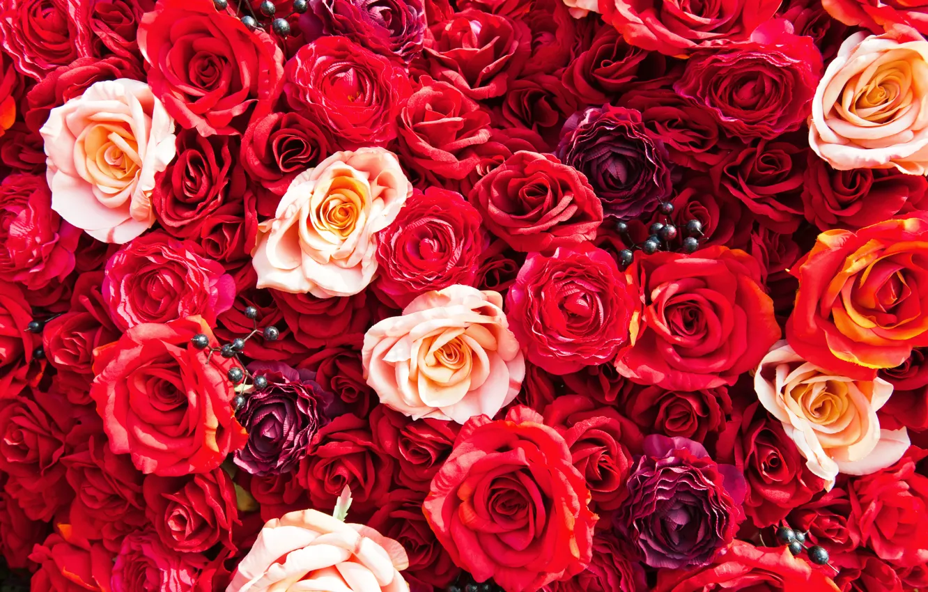 Фото обои цветы, яркие, розы, colorful, красные, flowers, roses