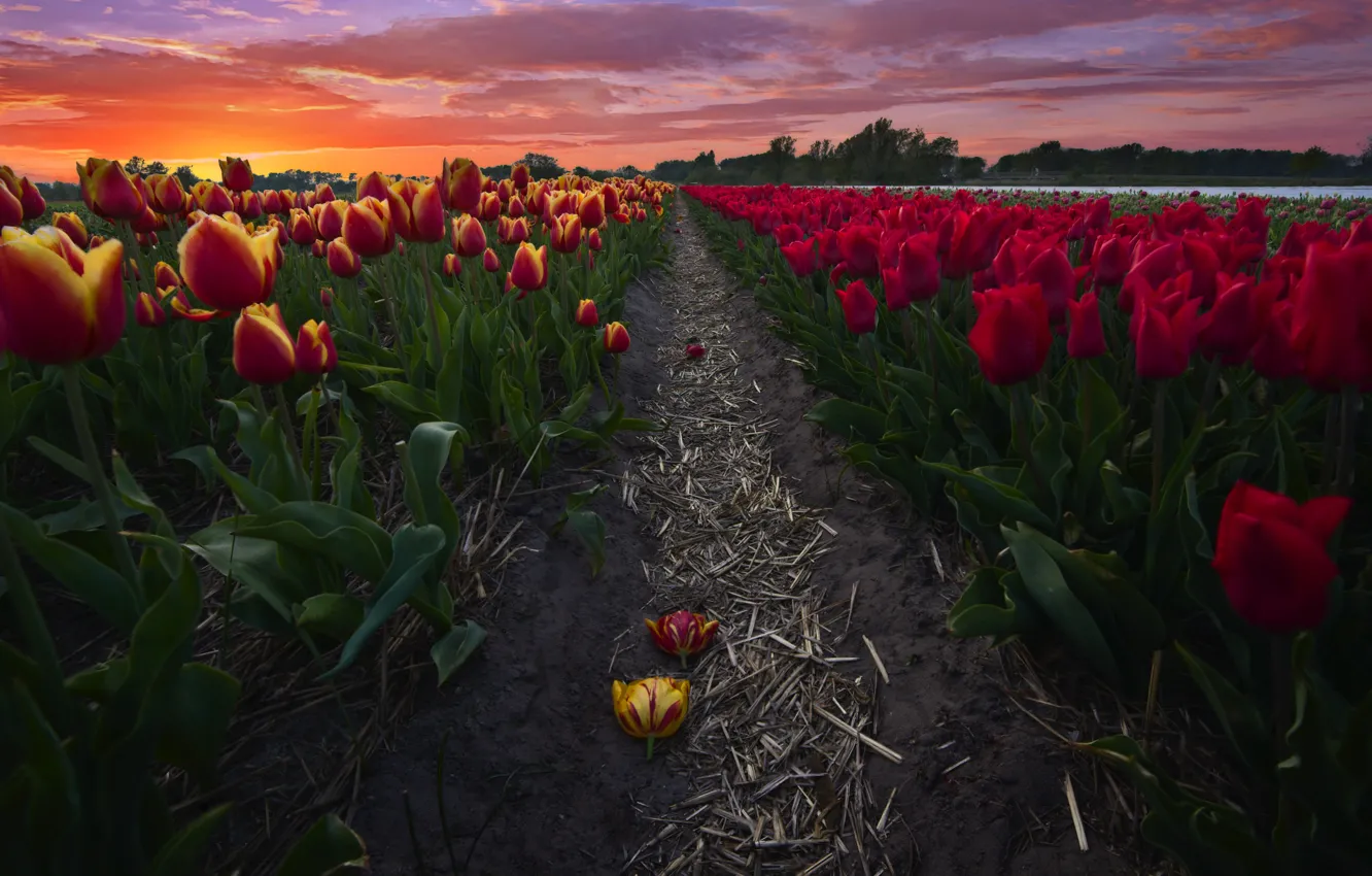 Фото обои поле, пейзаж, закат, цветы, природа, дорожка, тюльпаны, Нидерланды