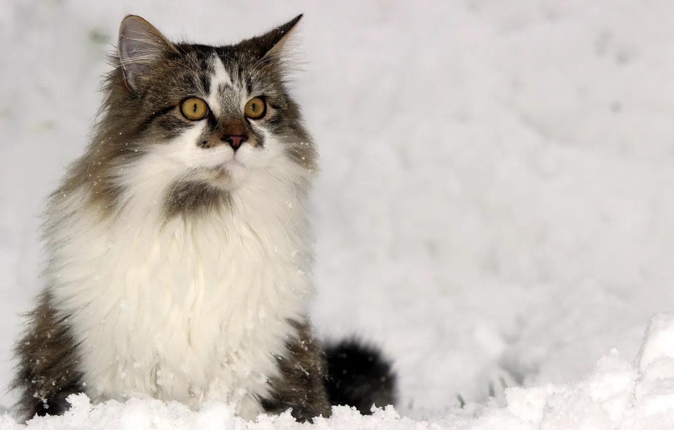 Фото обои зима, кошка, взгляд