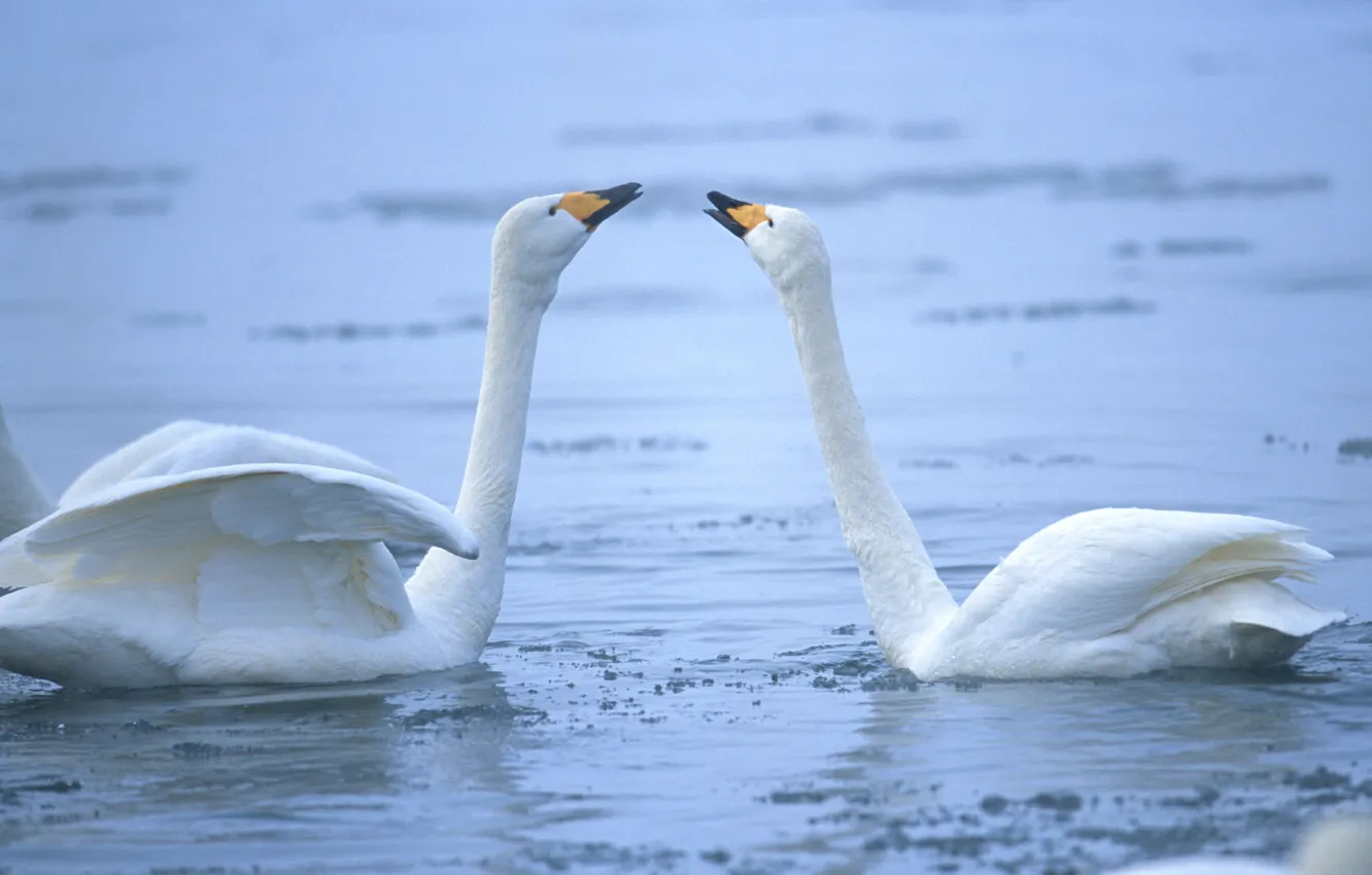 Фото обои зима, вода, лебеди