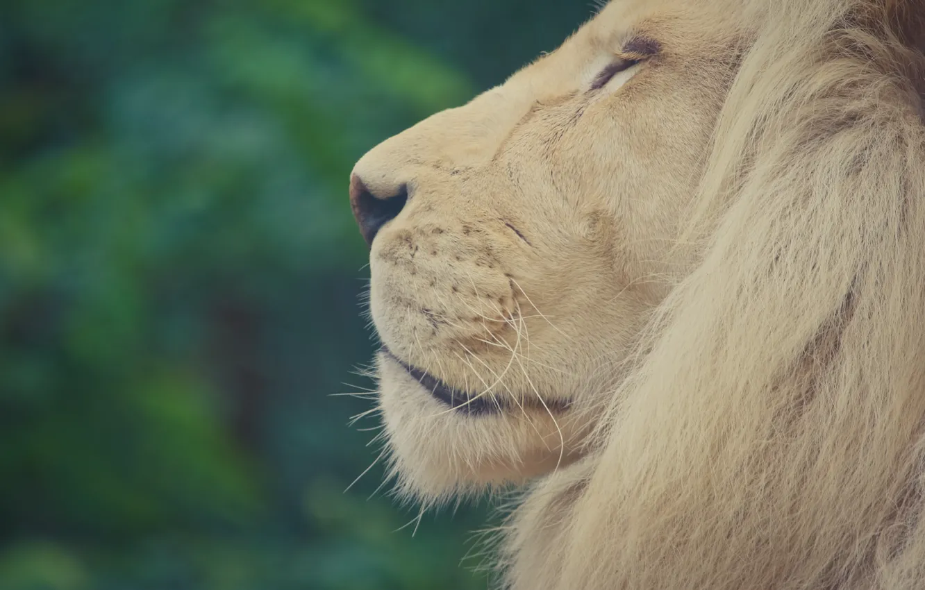 Фото обои взгляд, хищник, лев, царь зверей
