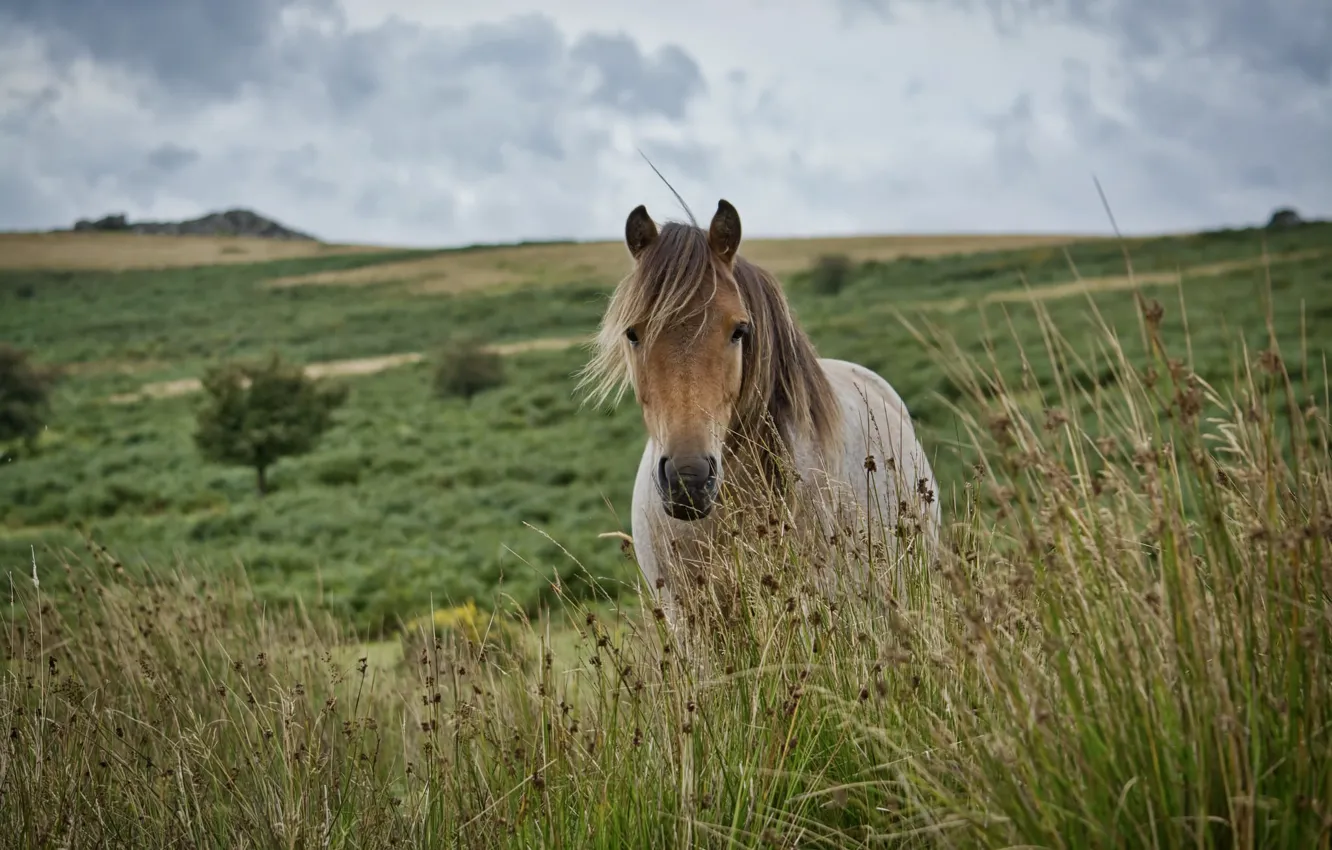 Фото обои трава, луг, дартмурский пони