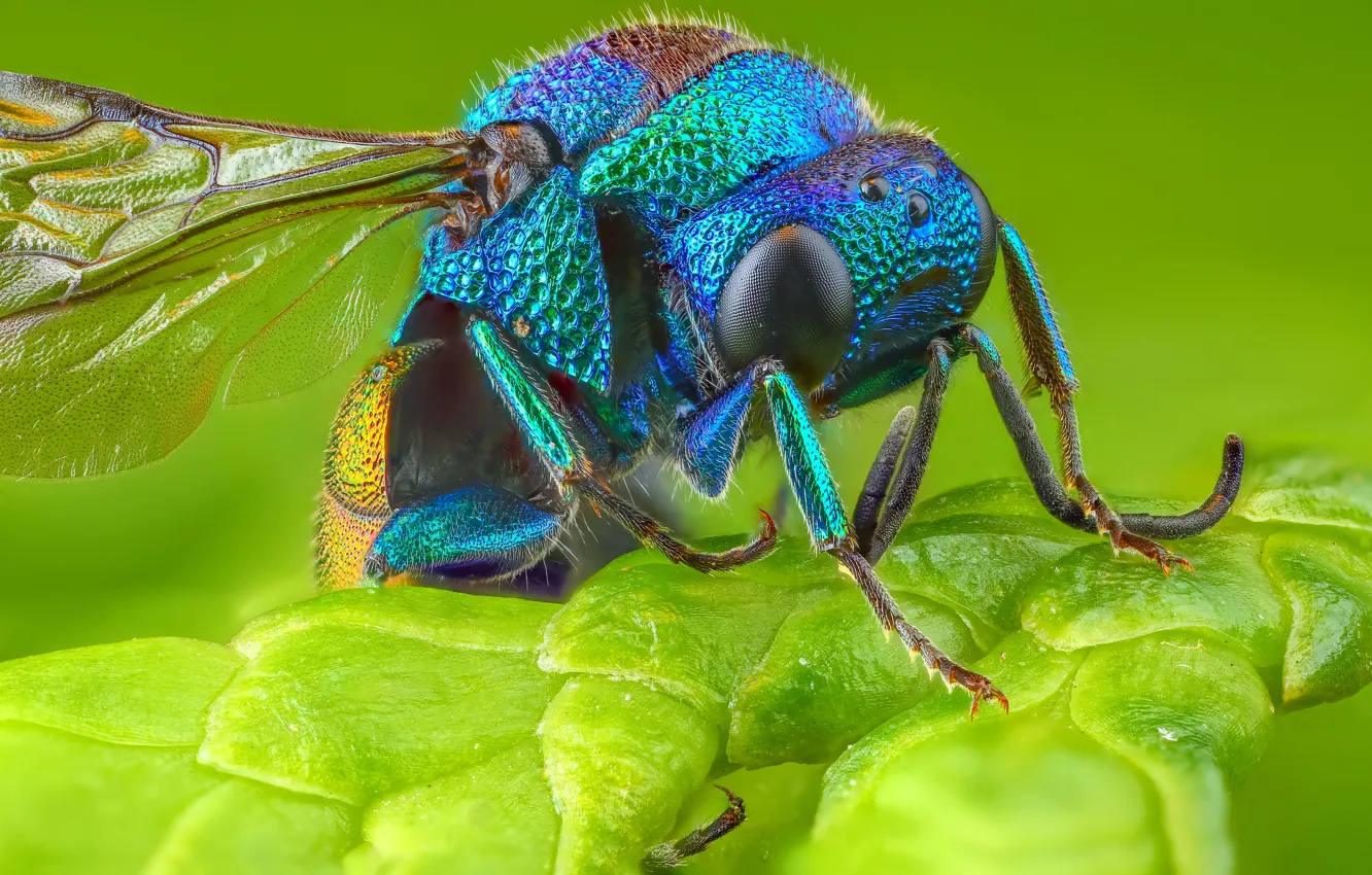 Фото обои макро, оса, насекомое