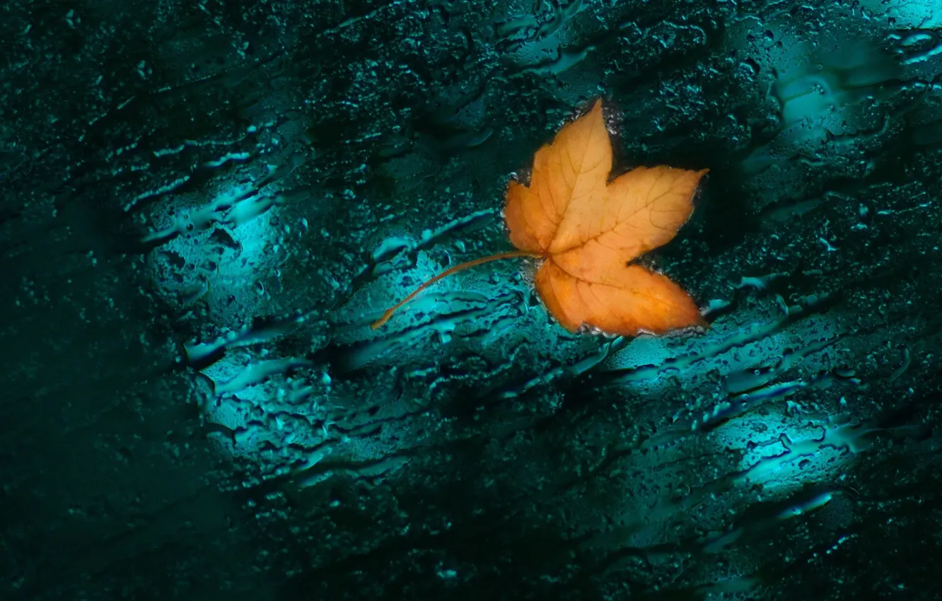 Фото обои осень, макро, природа, листок, капли воды