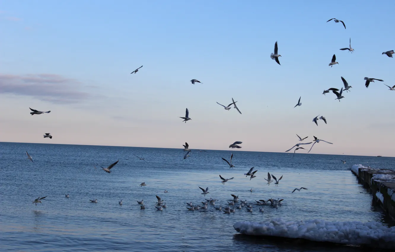 Фото обои зима, чайки, Море, стая