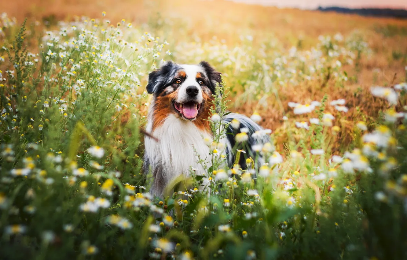 Фото обои поле, цветы, собака, обои от lolita777, аусси