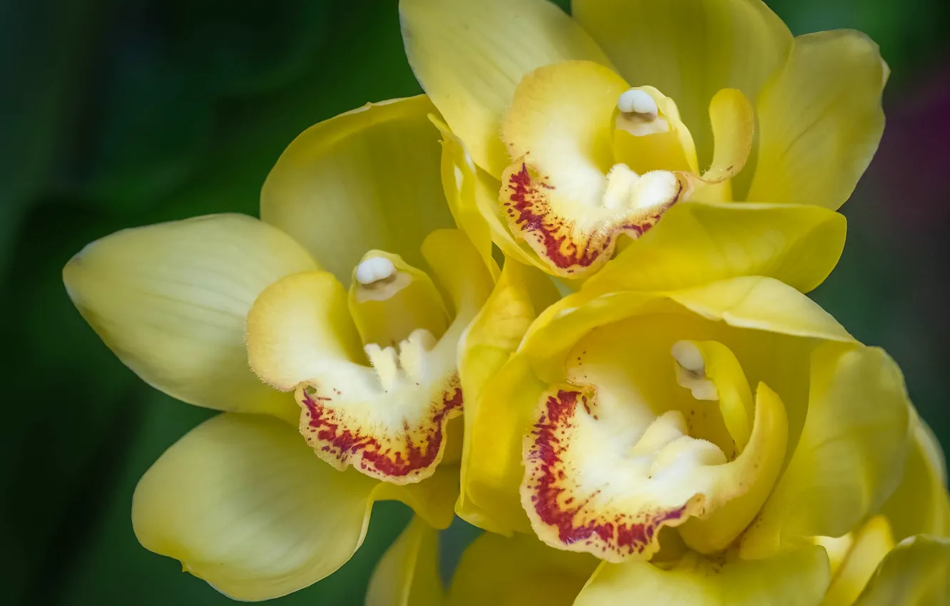 Фото обои макро, орхидеи, экзотика