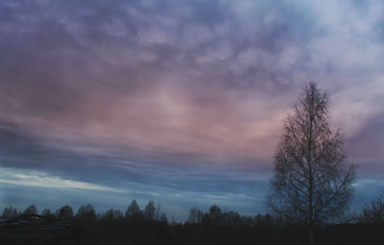Фото обои осень, лес, небо, облака, вечер, береза