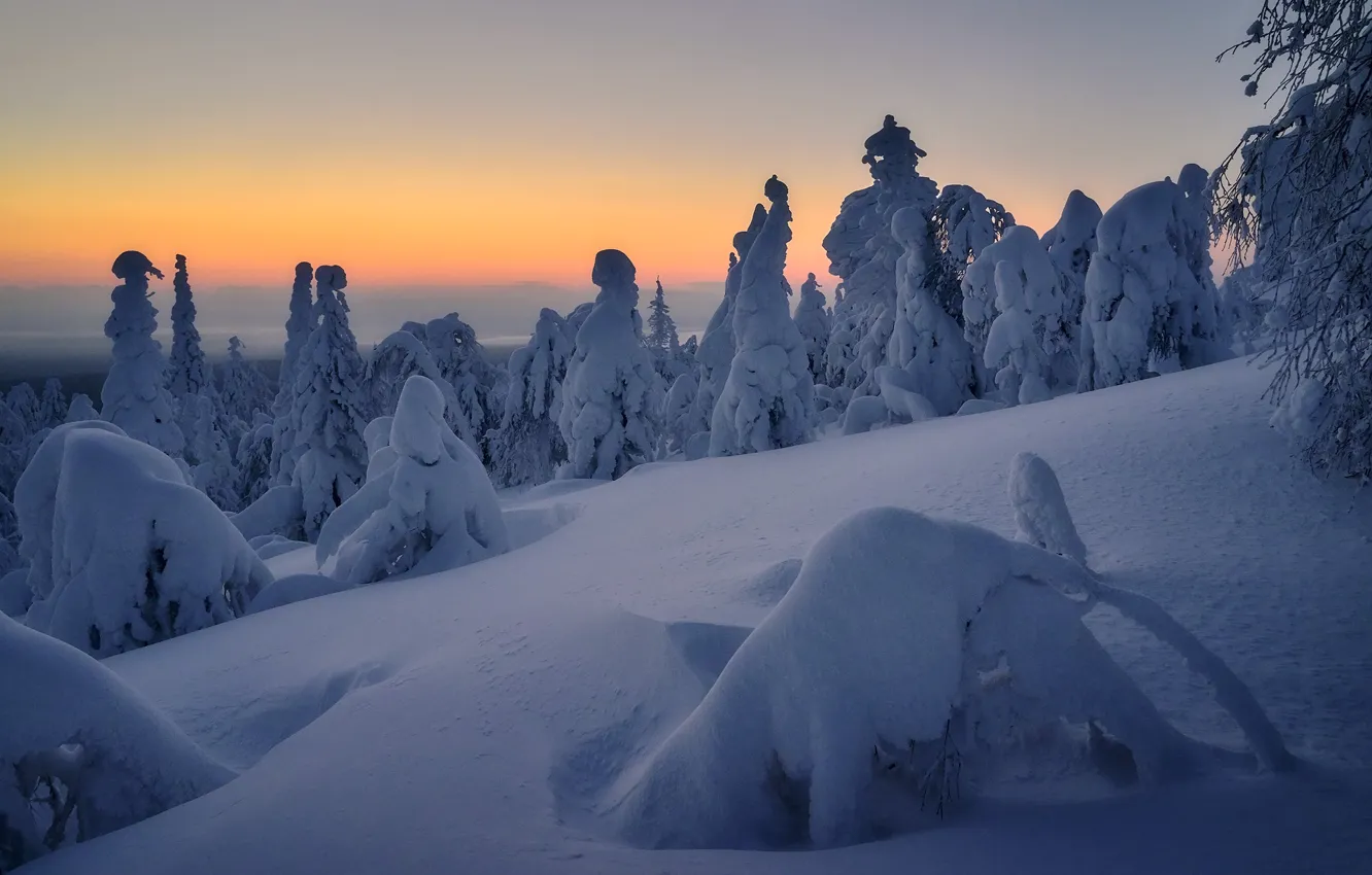 Фото обои зима, снег, пейзаж, природа, утро, ели, Сергей Межин