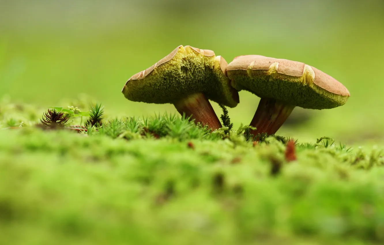 Фото обои макро, грибы, мох, боке