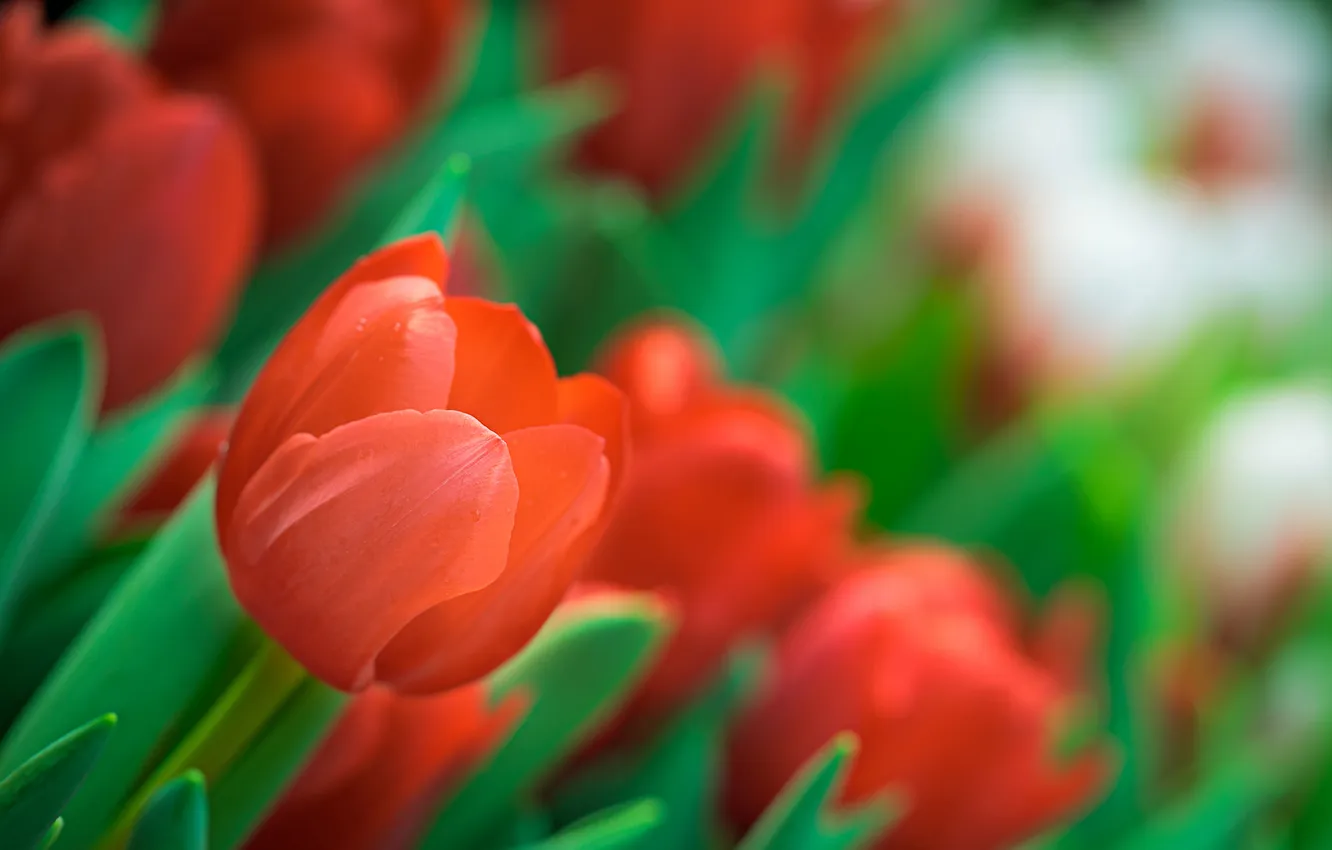 Фото обои весна, тюльпаны, красные, много
