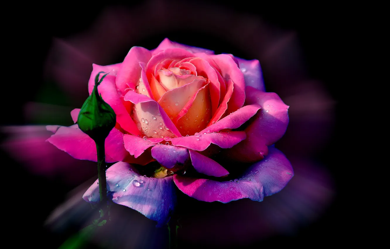 Фото обои цветок, капли, роса, роза, лепестки, бутон
