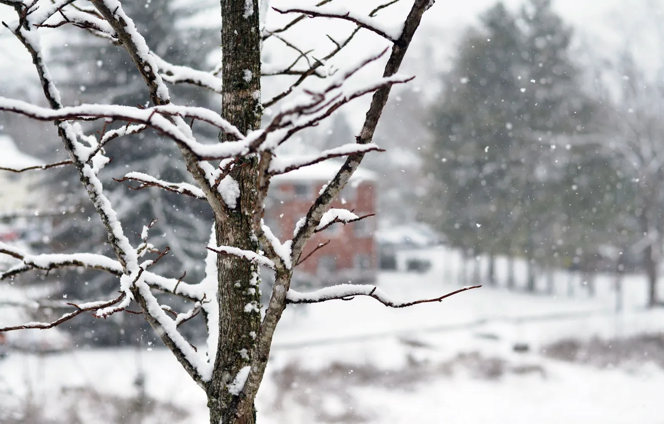 Фото обои зима, снег, деревья, снежинки, ветки, природа, дерево, дома