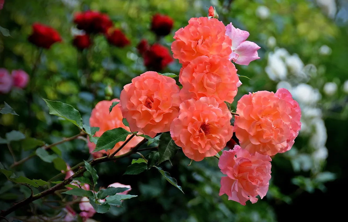 Фото обои Куст, Orange, Розы, Flowers, Roses