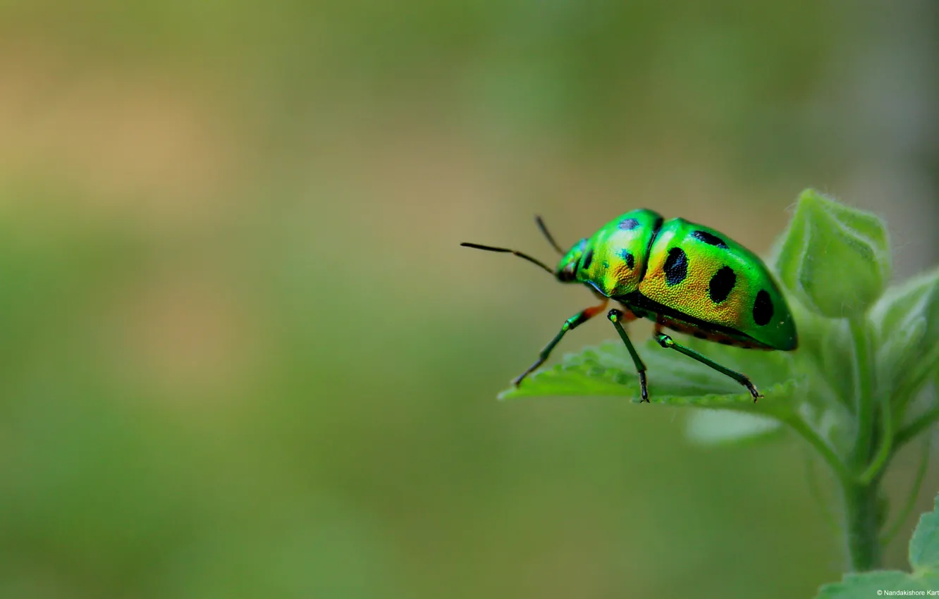 Фото обои макро, жук, насекомое, green beetle