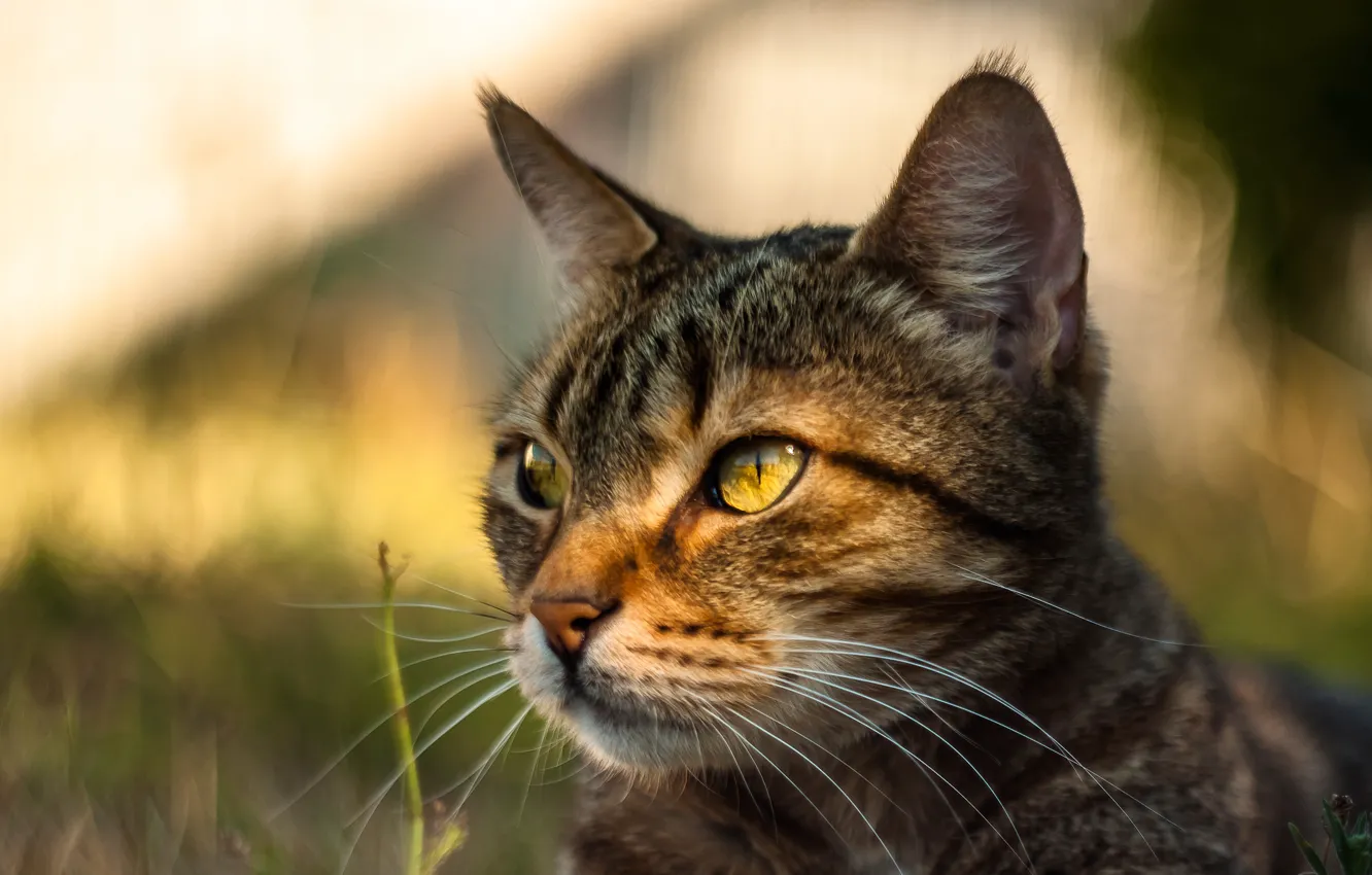 Фото обои кошка, кот, портрет