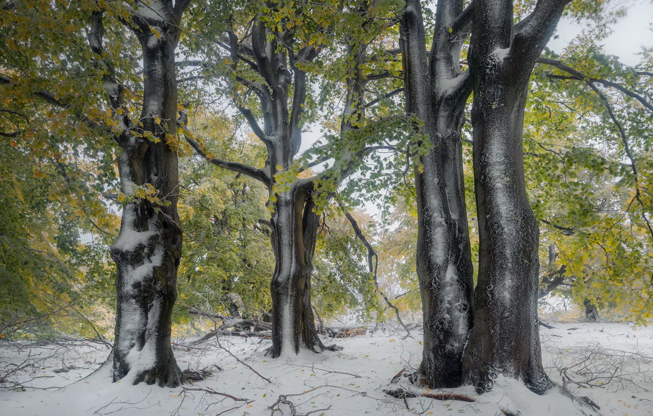 Фото обои осень, лес, снег, деревья, ветки, природа, туман, парк