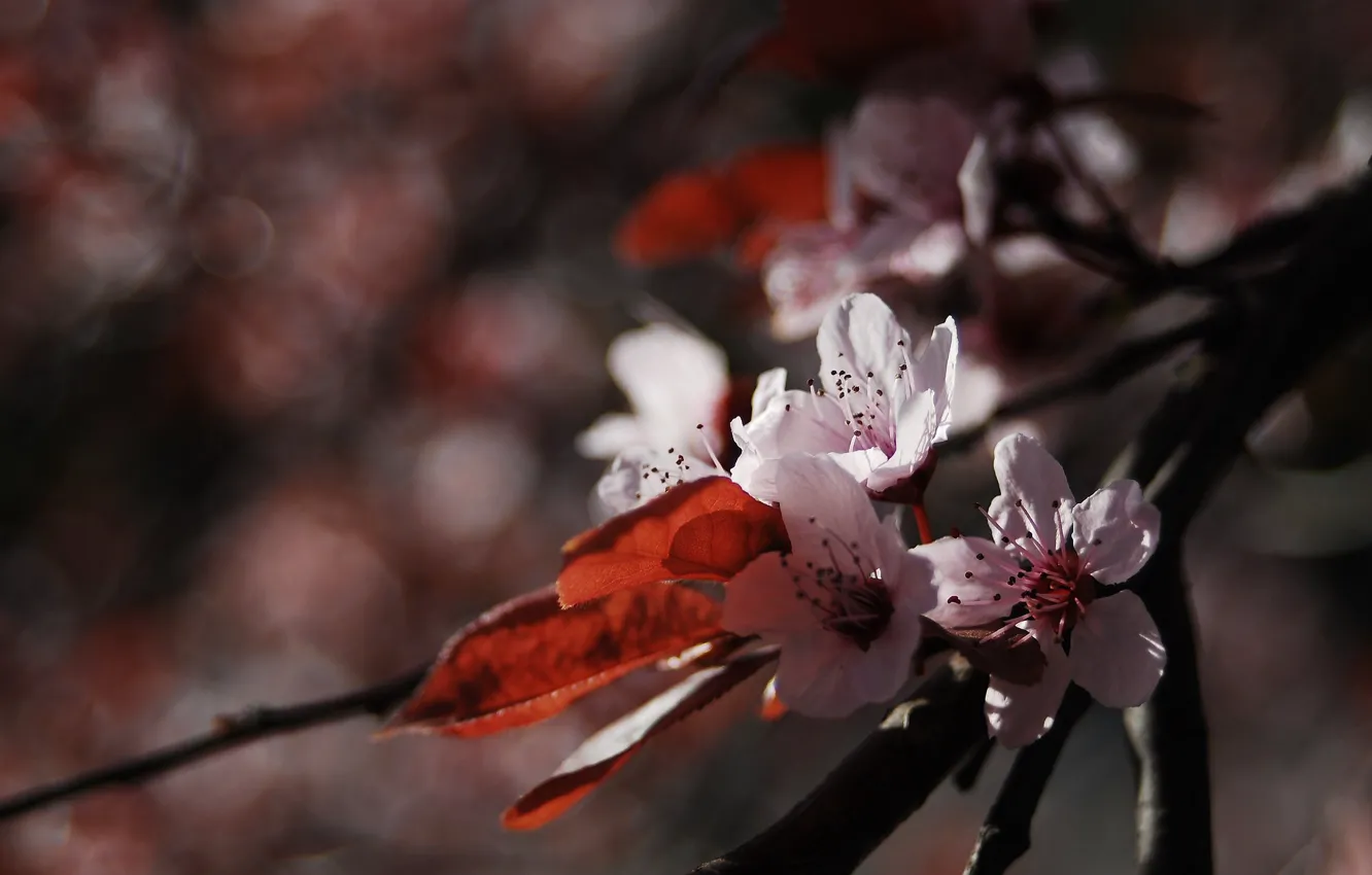 Фото обои цветок, макро, природа, вишня, цветение, веточки