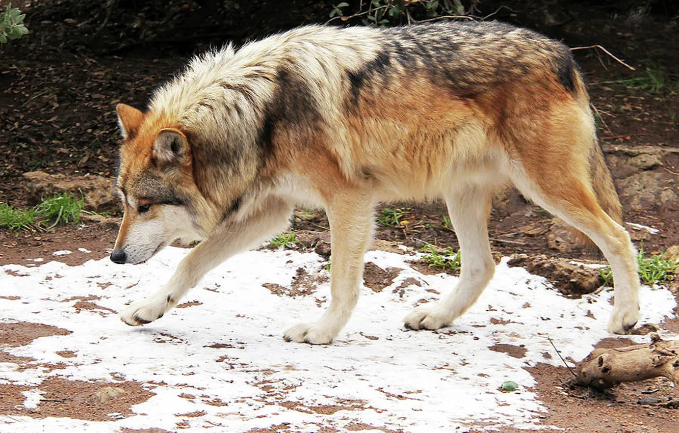 Фото обои fantasy, nature, art, snow, predator, face, animal, wolf