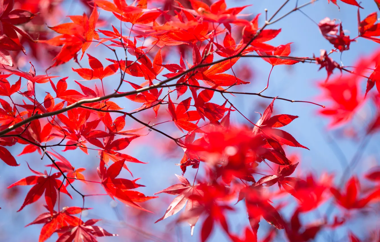 Фото обои осень, листья, дерево, colorful, red, клен, autumn, leaves