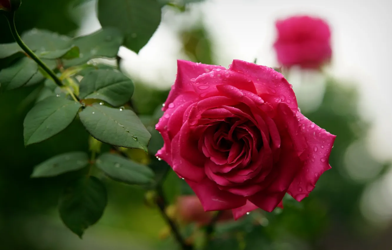 Фото обои капли, роза, весна, бутон, цветение