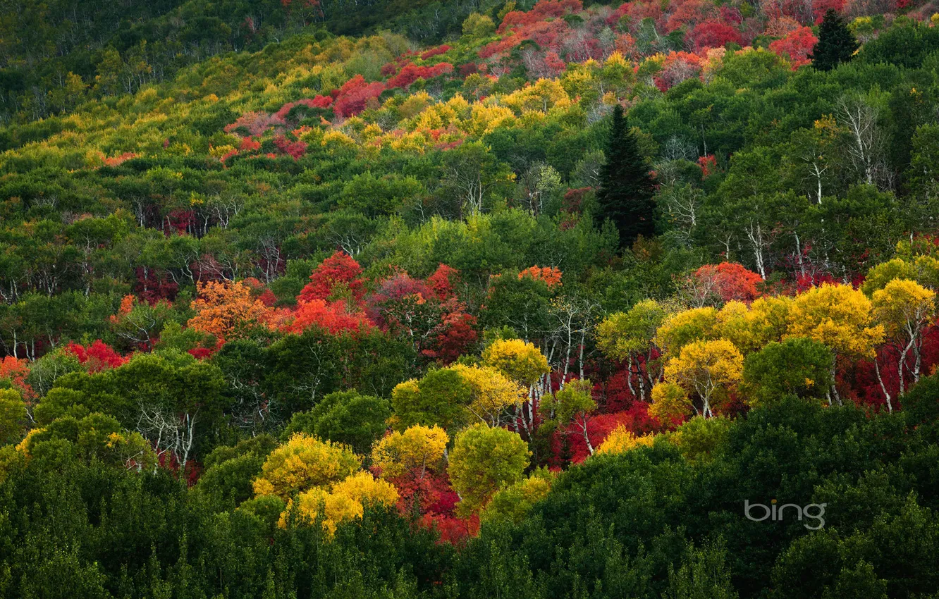 Фото обои осень, лес, пейзаж, обои, листва, склон, багрянец