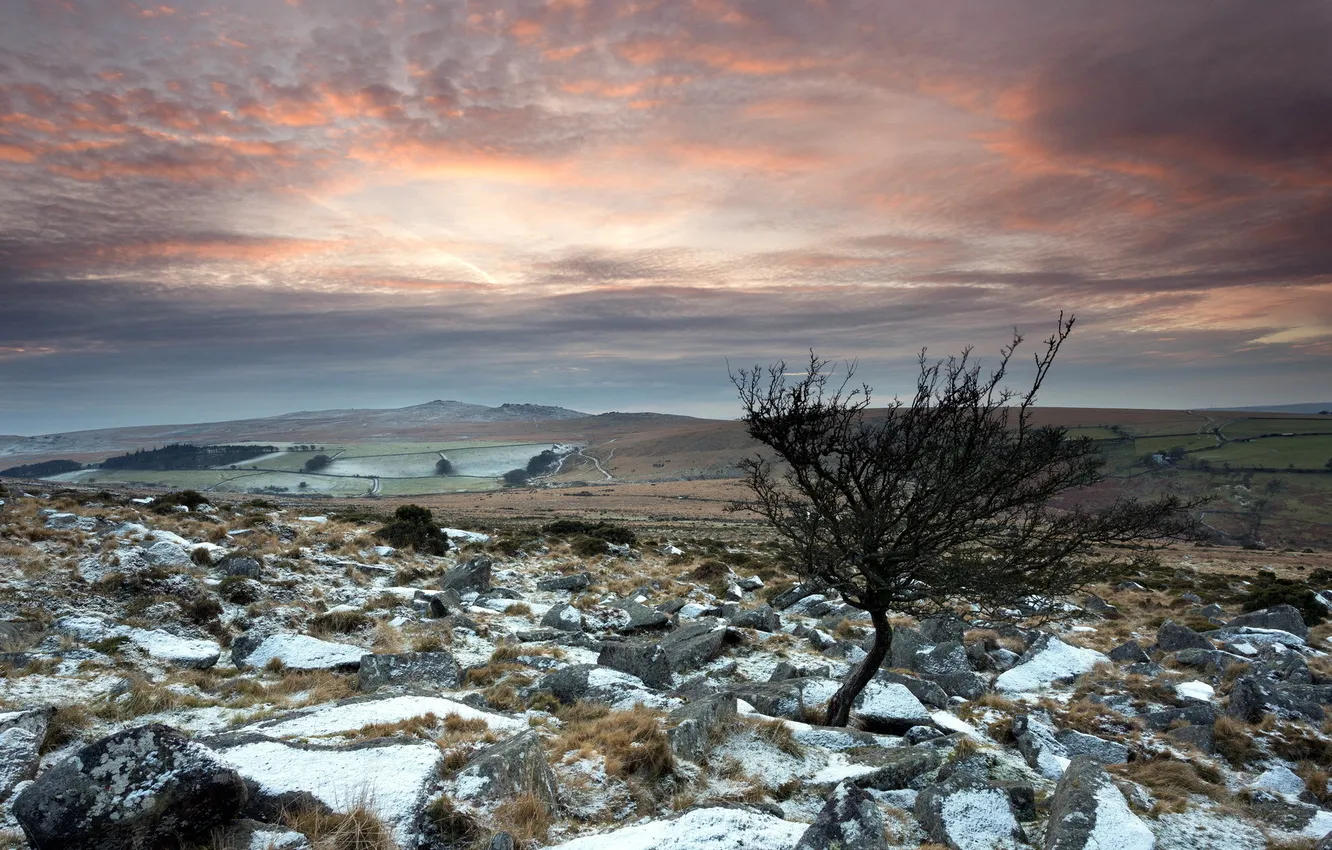 Фото обои поле, снег, пейзаж, камни, дерево