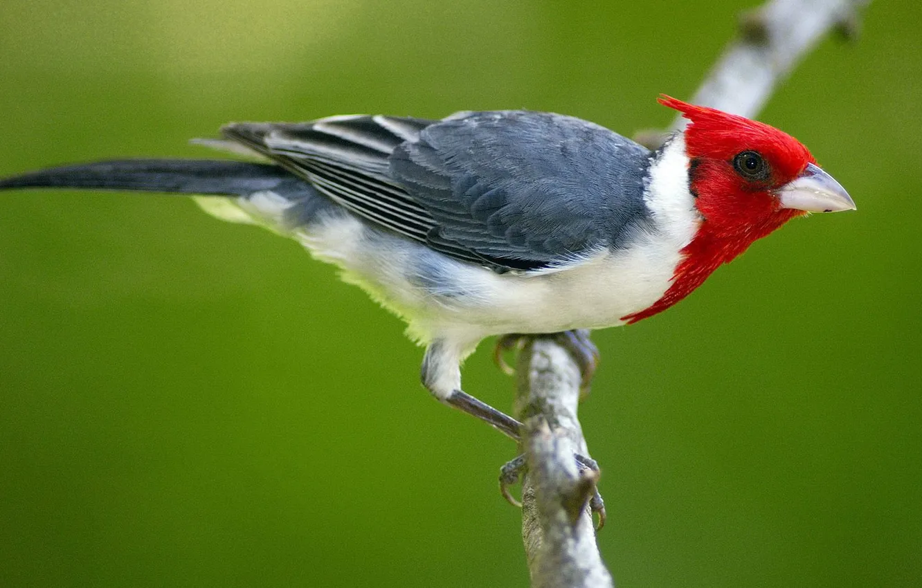 Фото обои ветки, природа, птица, клюв