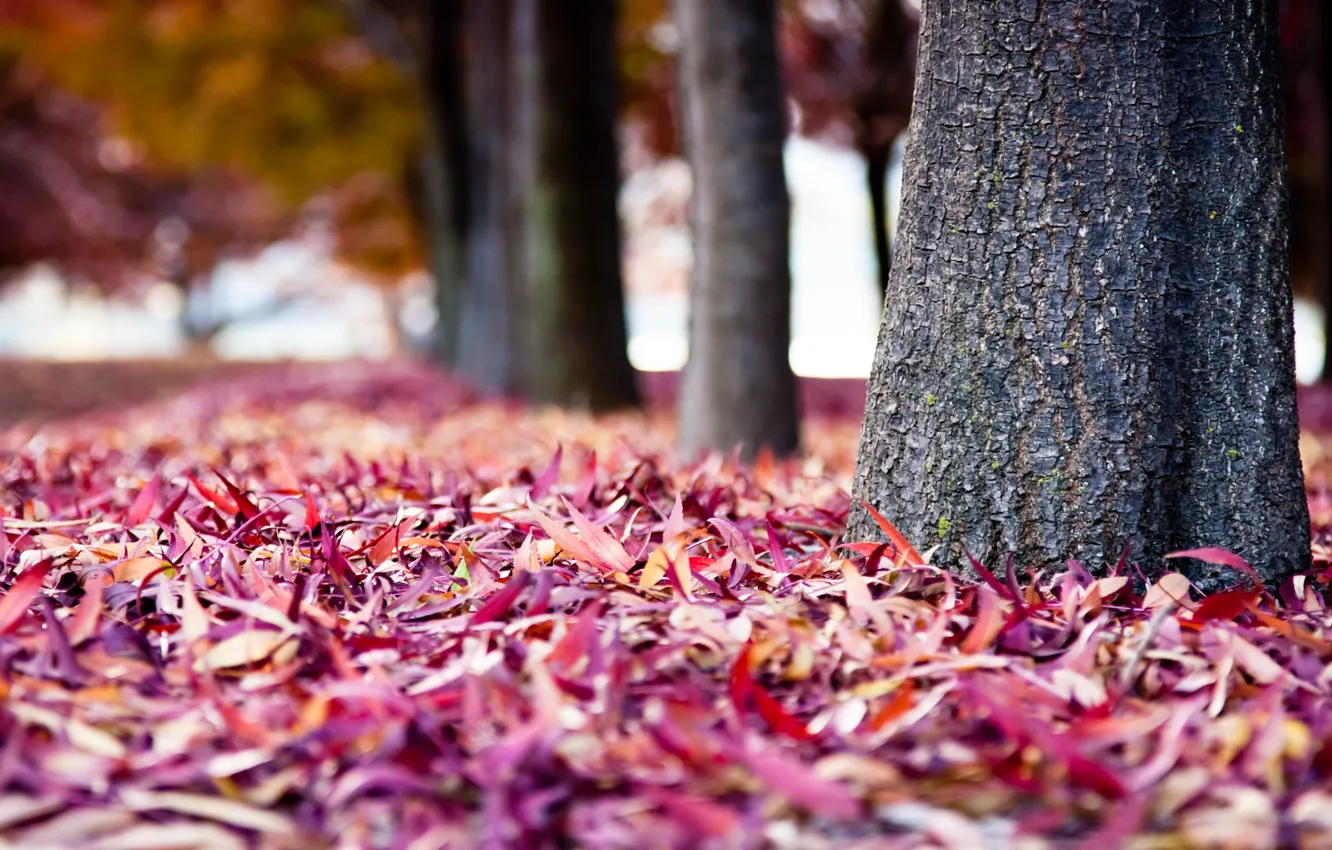Фото обои осень, деревья, фон, стволы, краски, листва, размытость, кора