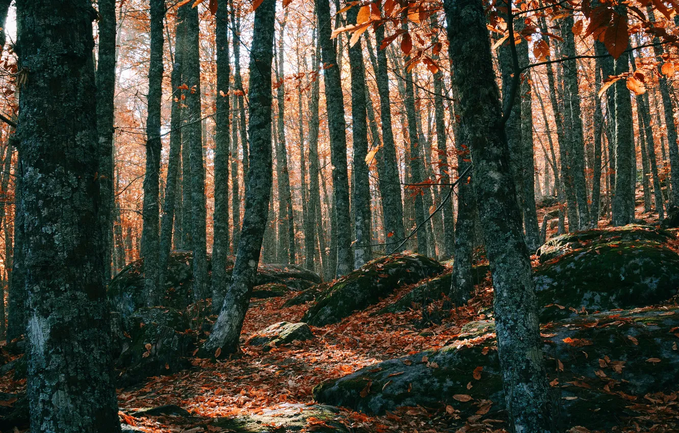 Фото обои осень, лес, листья, свет, деревья, ветки, камни, стволы