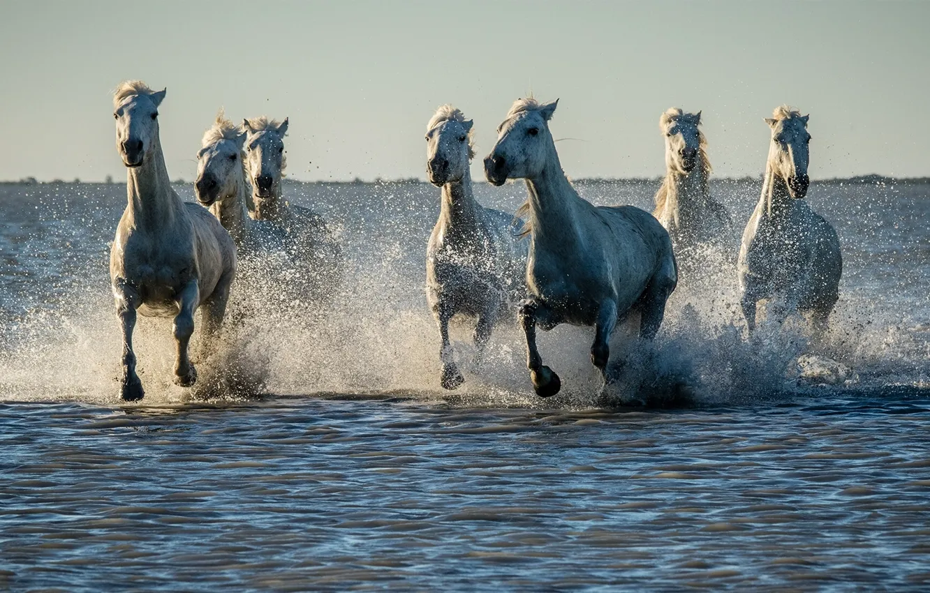 Фото обои вода, брызги, кони, лошади
