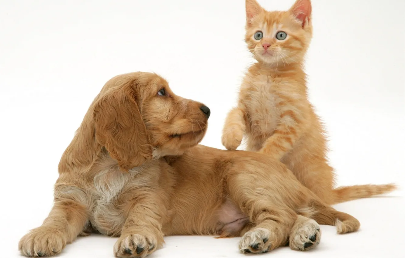 Фото обои котенок, щенок, рыжие, спаниель