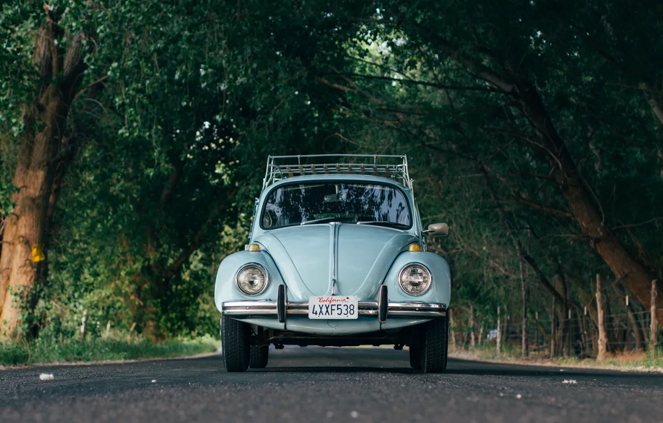 Фото обои car, Volkswagen, road, trees, Beetle, Volkswagen Beetle