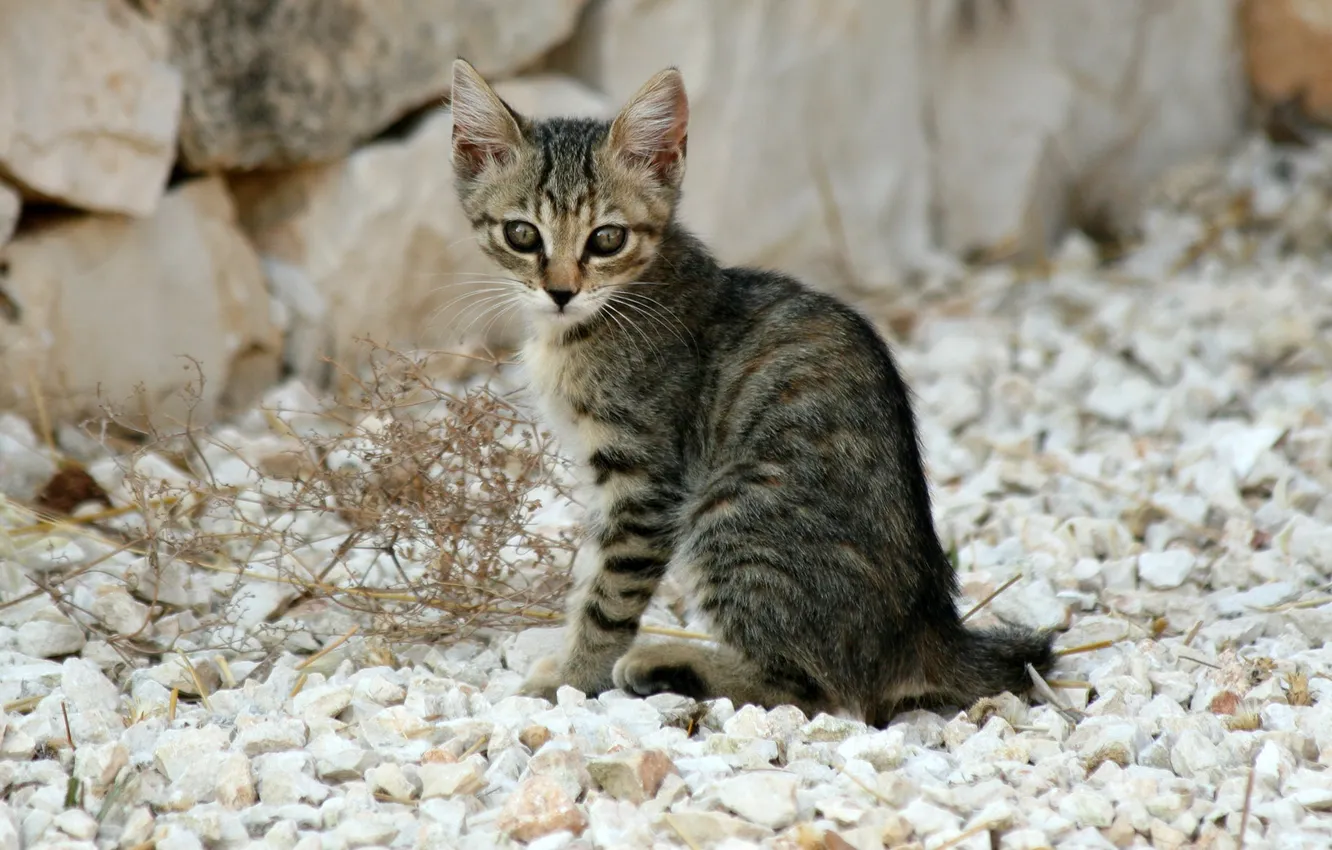 Фото обои кошка, кот, камни, котенок, серый, полосатый, cat