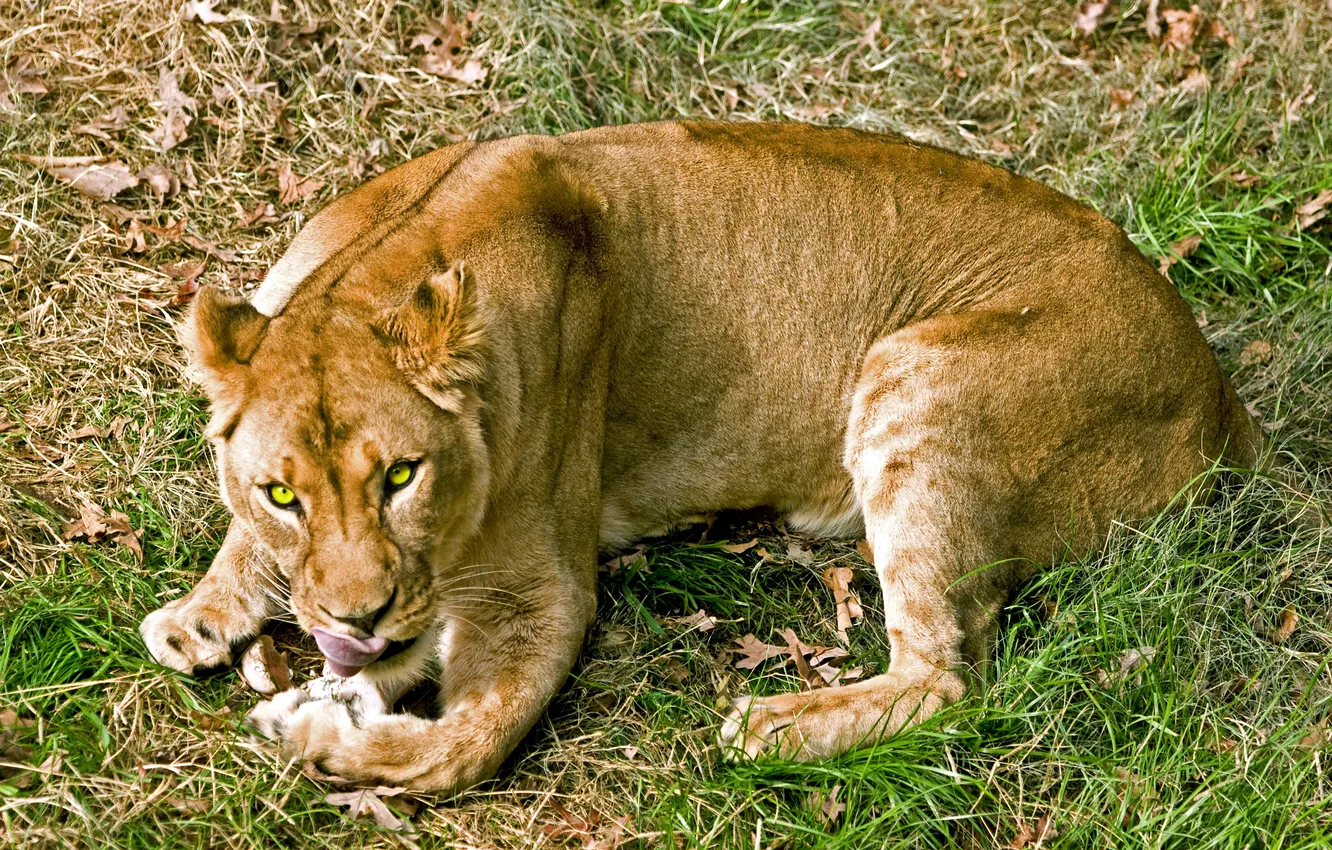 Фото обои язык, кошка, трава, взгляд, львица