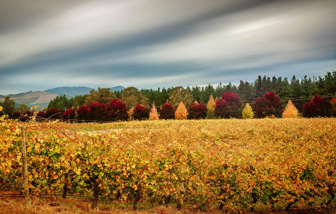 Фото обои осень, небо, листья, облака, деревья, виноградник, багрянец