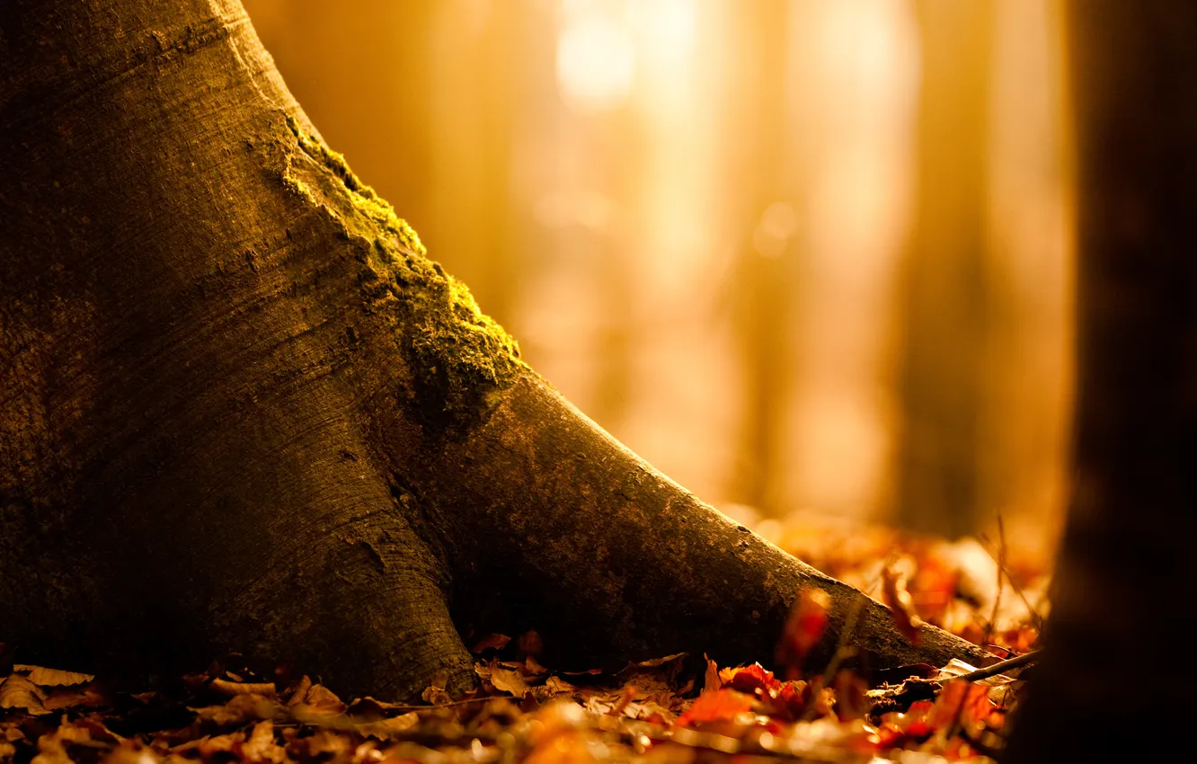 Фото обои осень, природа, дерево, листва
