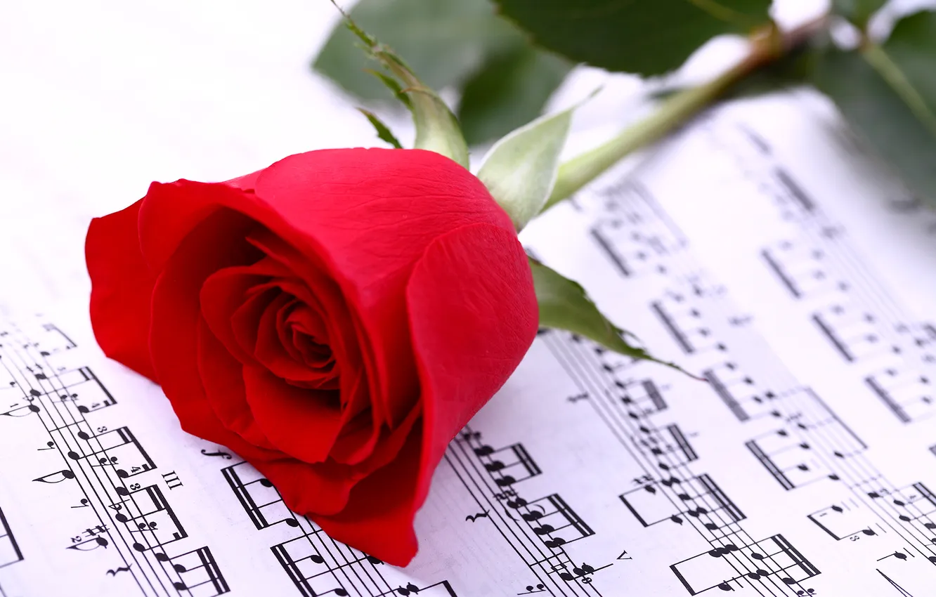 Фото обои ноты, роза, тетрадь, красная, боке, крупным планом