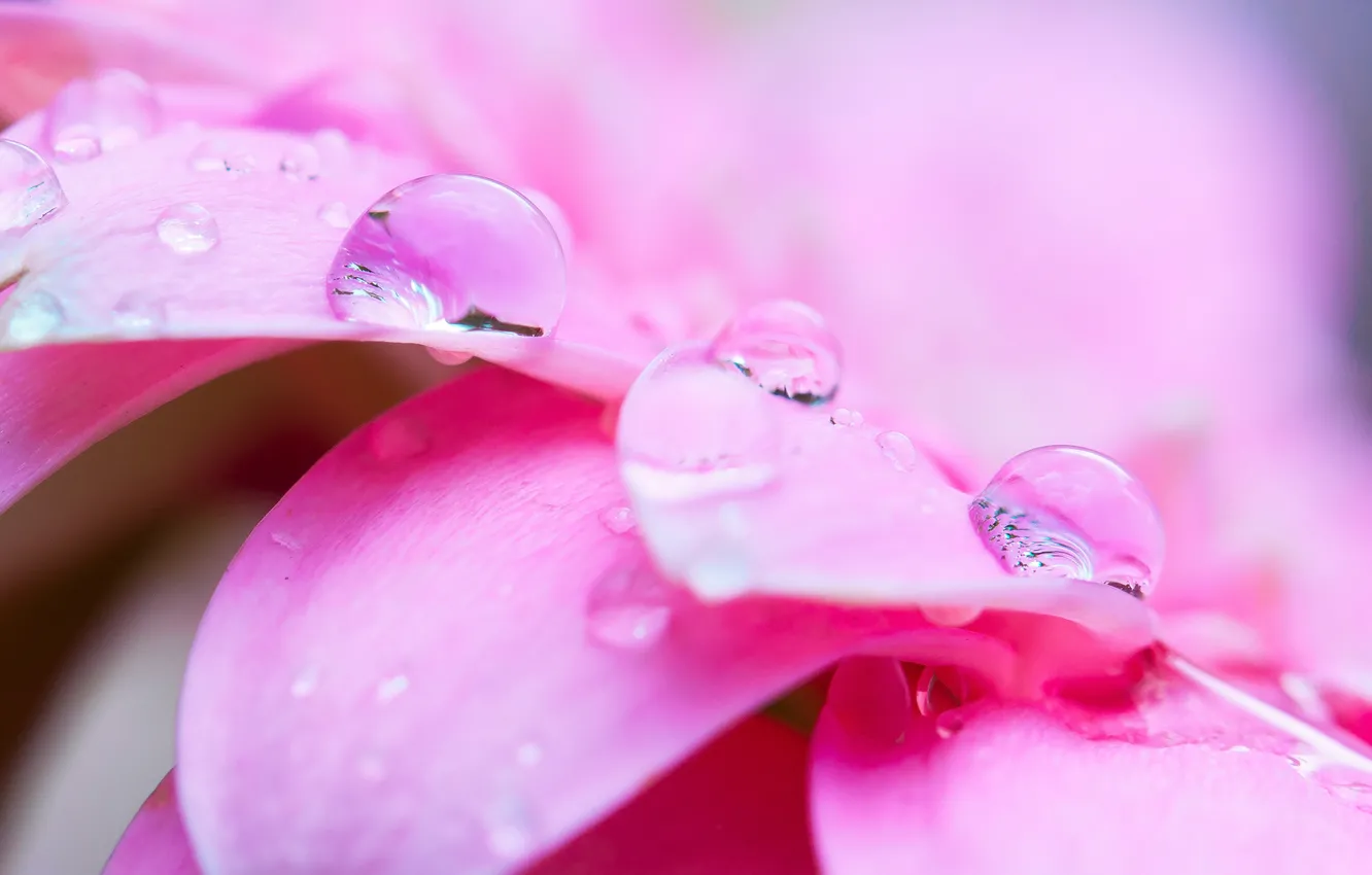 Фото обои цветок, вода, капли, макро, роса, розовый, лепестки