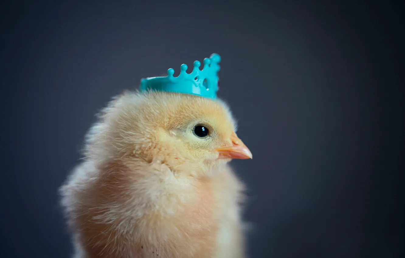 Фото обои фон, корона, цыплёнок