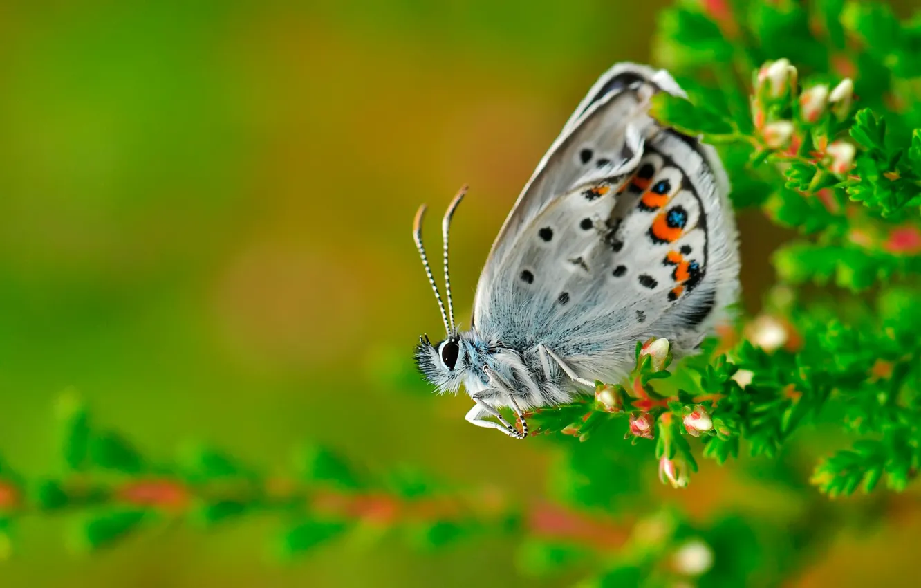 Фото обои макро, бабочка, Голубянка