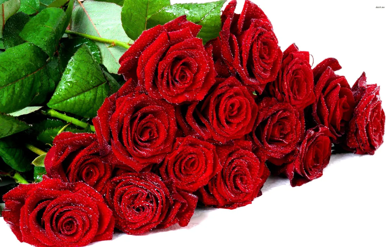 Фото обои иней, букет, красные розы