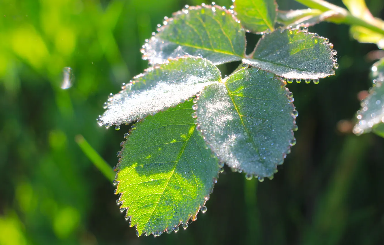 Фото обои drops, leaf, plant