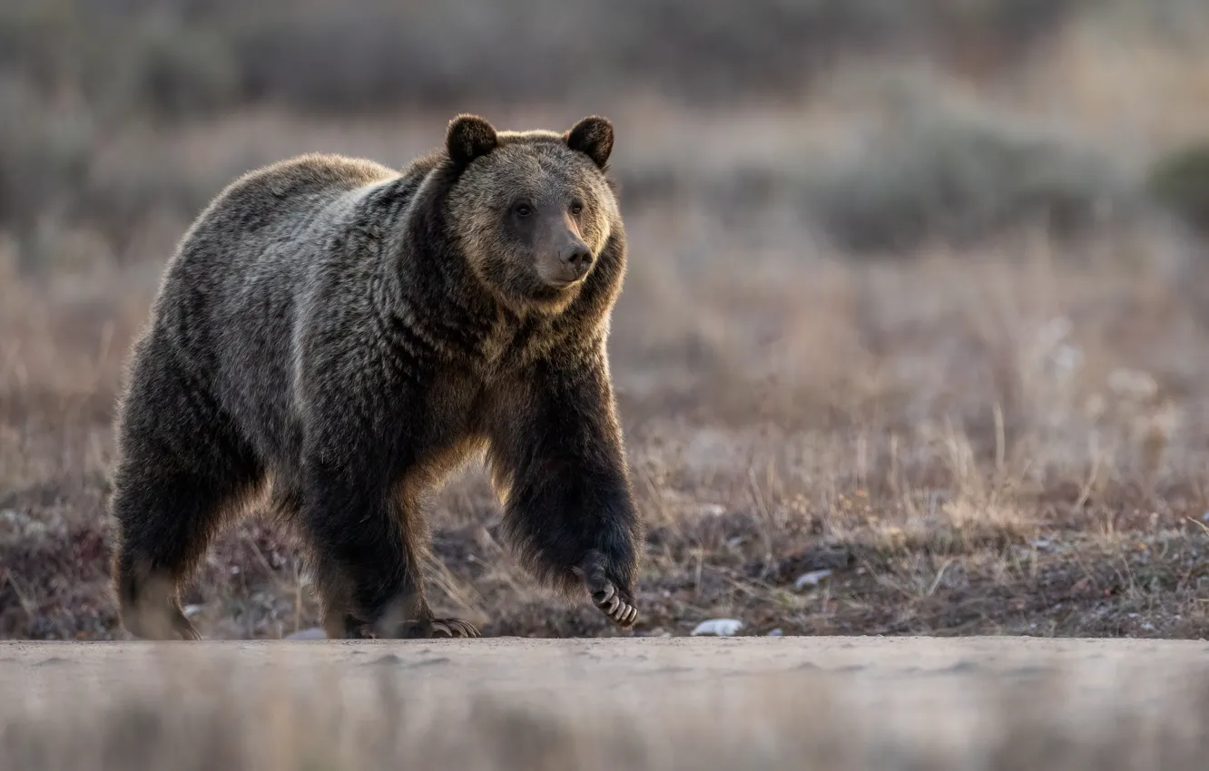Фото обои природа, медведь, прогулка