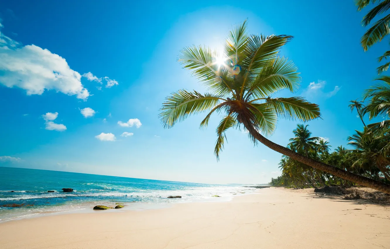 Фото обои песок, море, пляж, солнце, пальма