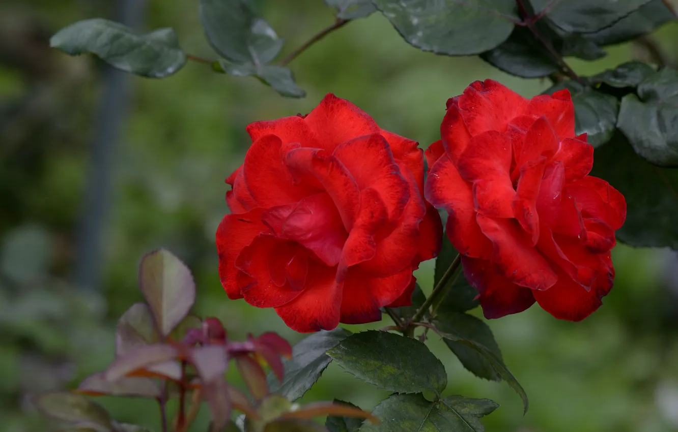 Фото обои розы, сад, красные, бутоны