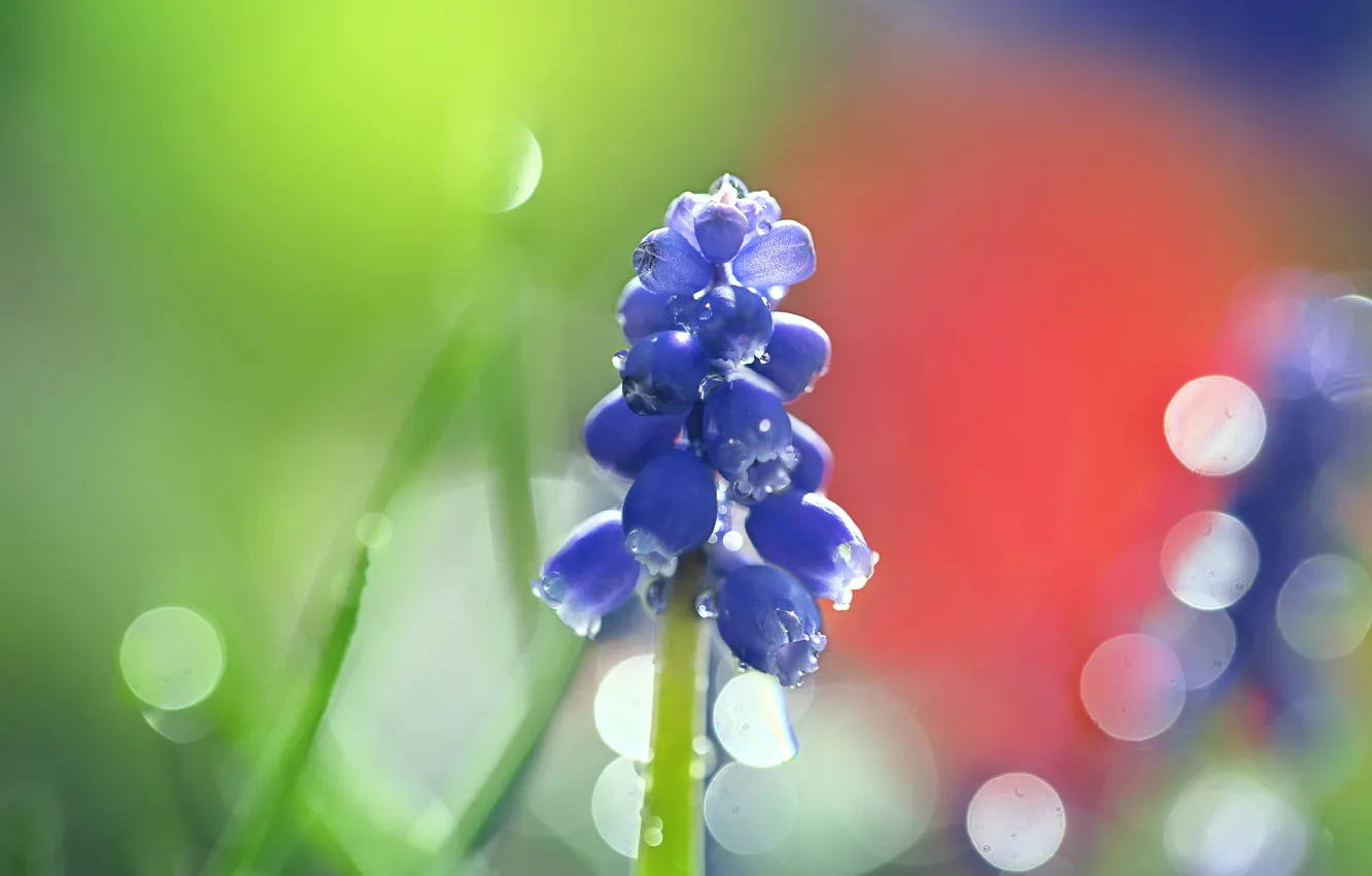 Фото обои капли, цветы, весна, синие, боке, мускари