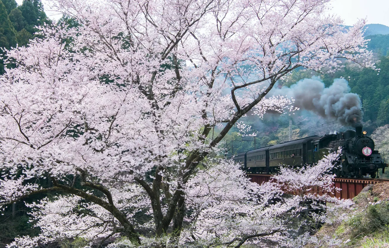 Фото обои весна, сакура, дервья, фотограф Comyu Matsuoka
